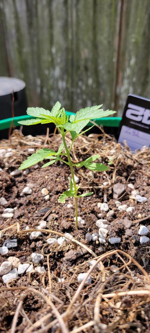 Z42 FB. Week 3