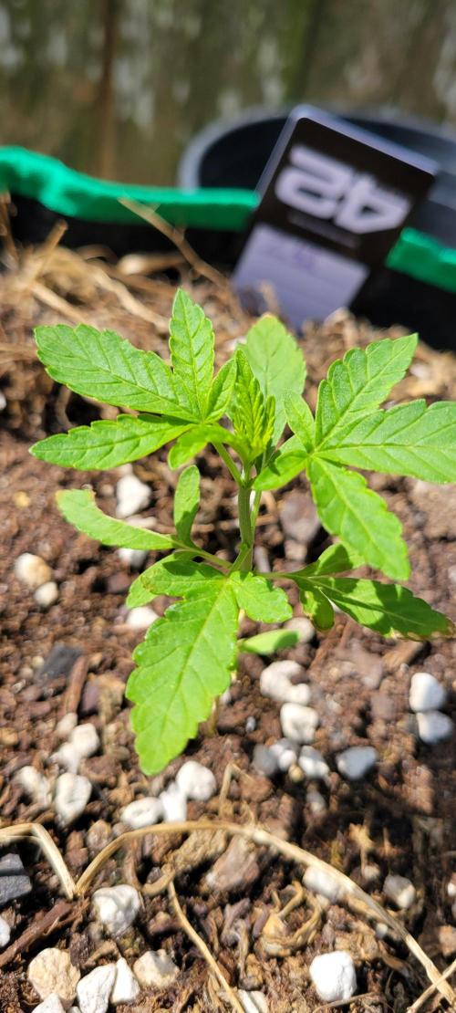 Z42 FB. Week 3