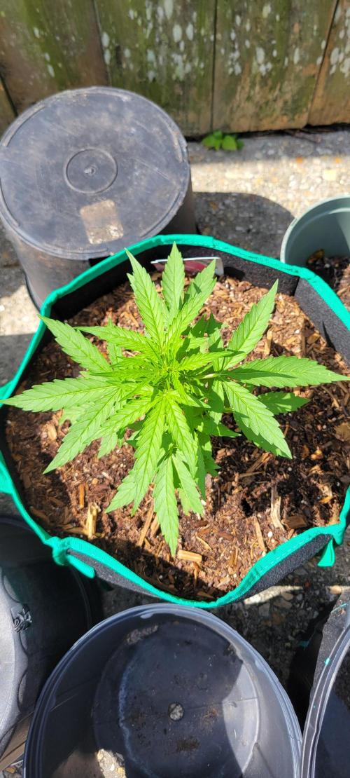 Runtz F1. Week 3