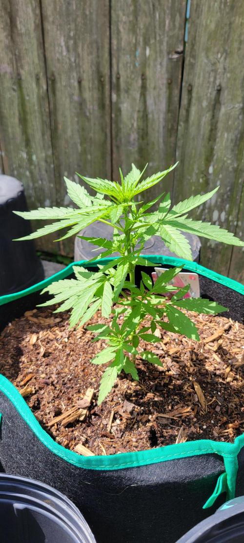 Runtz F1. Week 3