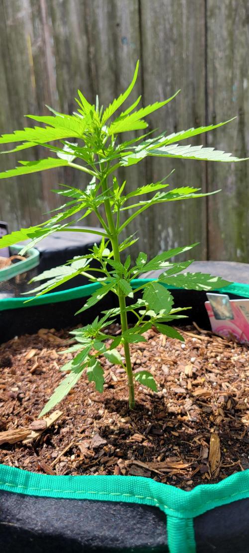 Runtz F1. Week 3