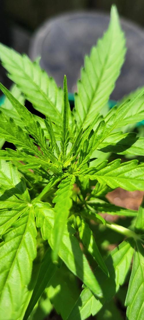 Runtz F1. Week 3