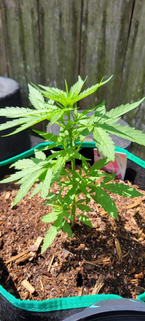 Runtz F1. Week 3