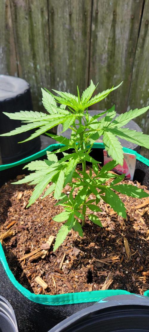 Runtz F1. Week 3
