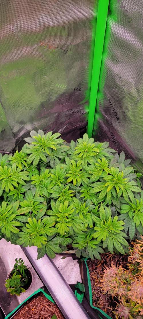 Chem Funk. Week 9