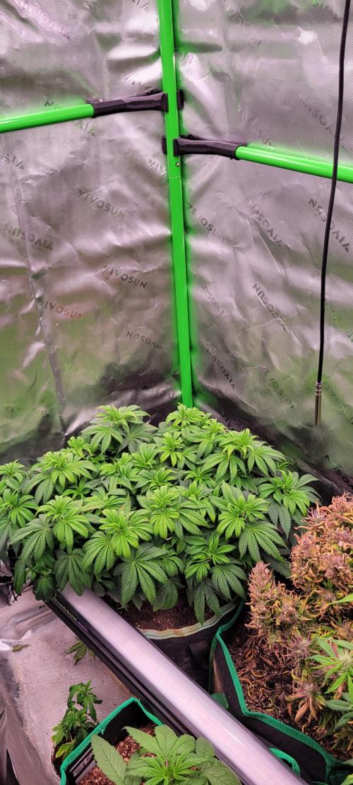 Chem Funk. Week 9