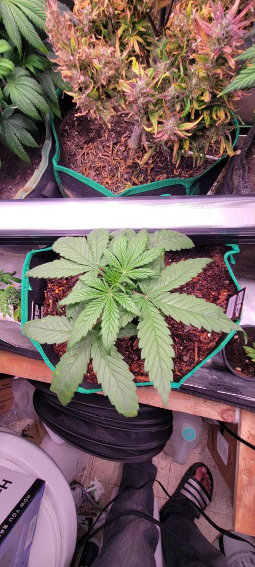 Purple Lemonade FF. Week 3