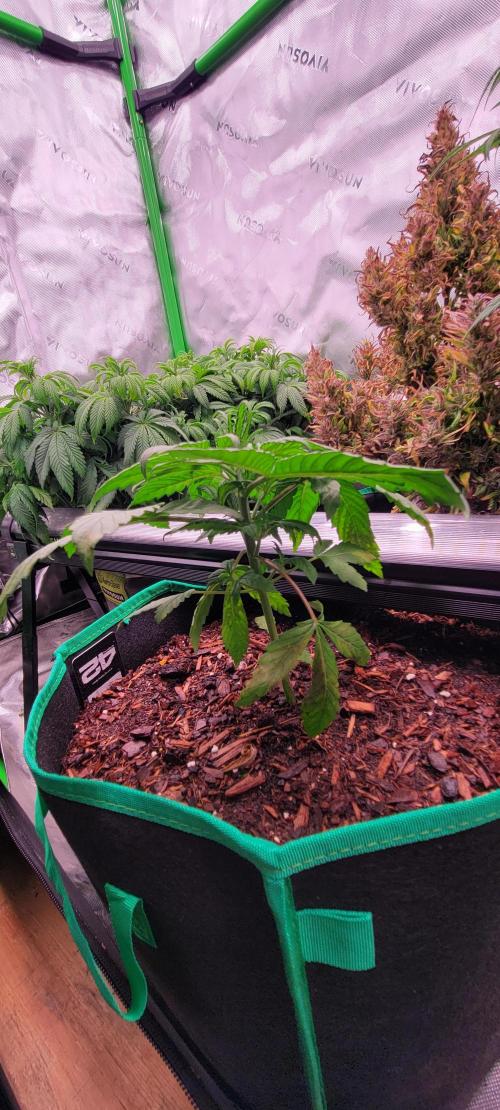 Purple Lemonade FF. Week 3