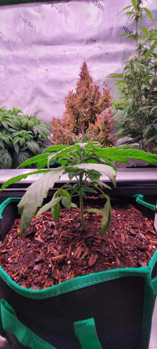 Purple Lemonade FF. Week 3