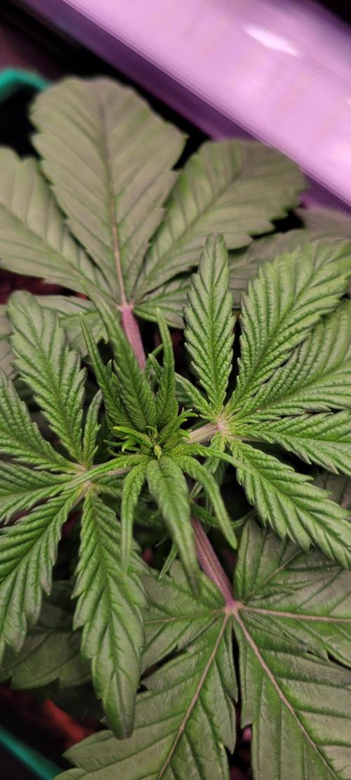 Purple Lemonade FF. Week 3