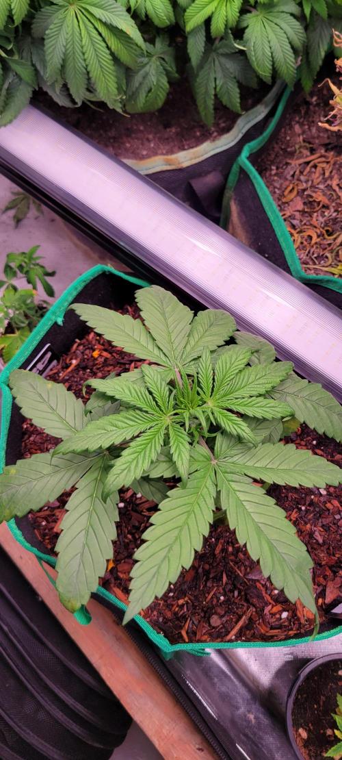 Purple Lemonade FF. Week 3