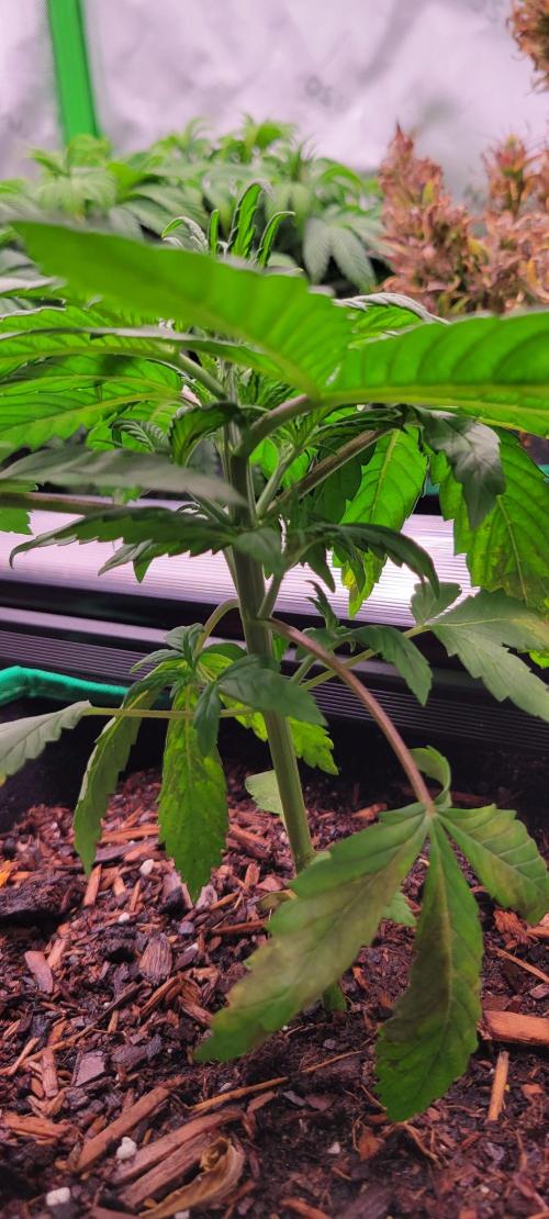 Purple Lemonade FF. Week 3