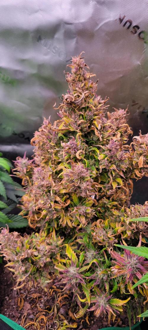RF3 Strawberry Gorilla🍓. Week 11