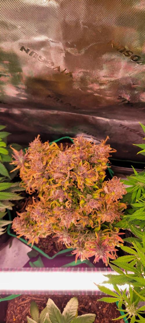 RF3 Strawberry Gorilla🍓. Week 11