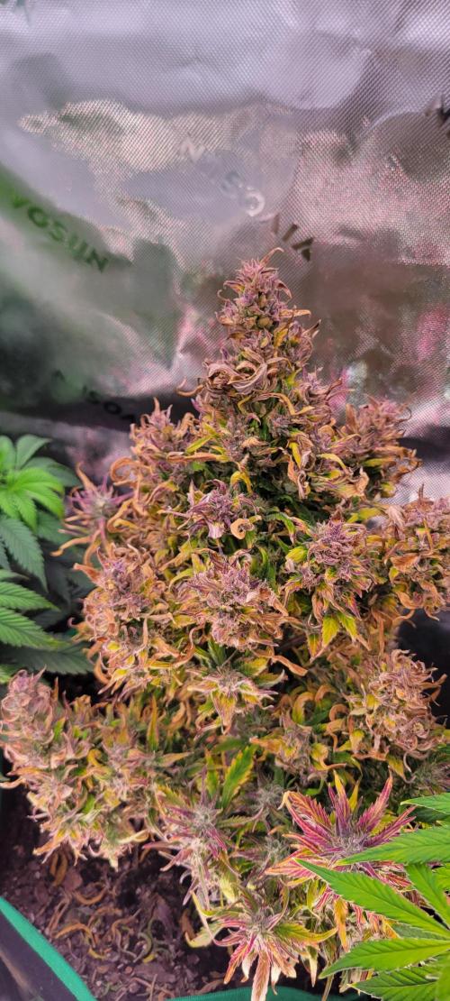 RF3 Strawberry Gorilla🍓. Week 11