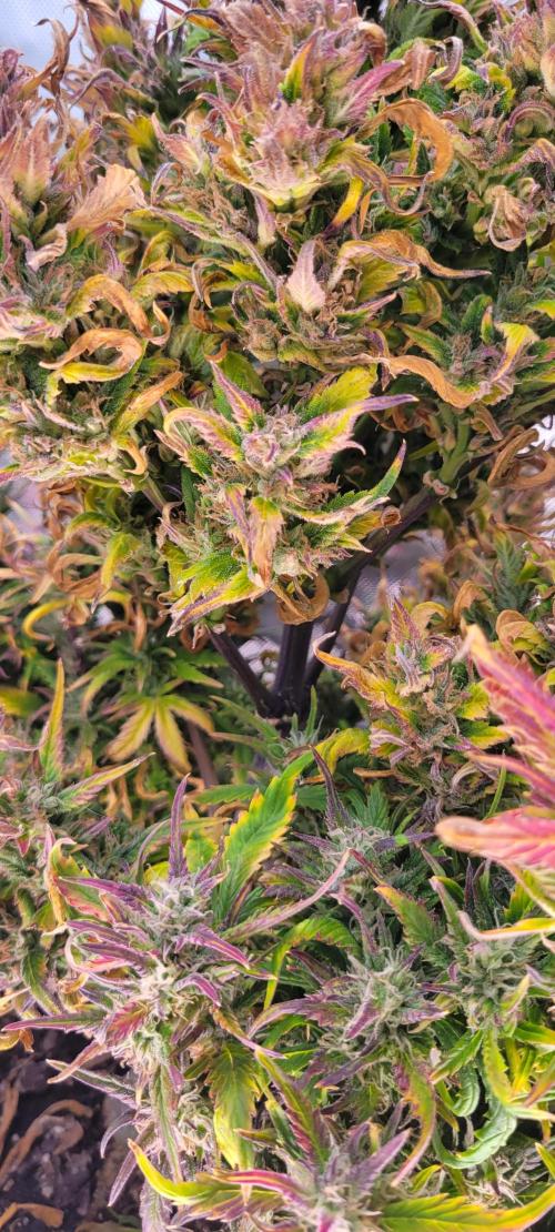 RF3 Strawberry Gorilla🍓. Week 11