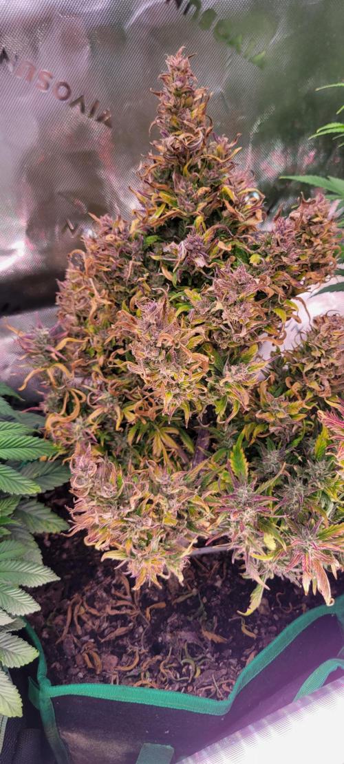 Strawberry Gorilla Auto RF3. Week 11