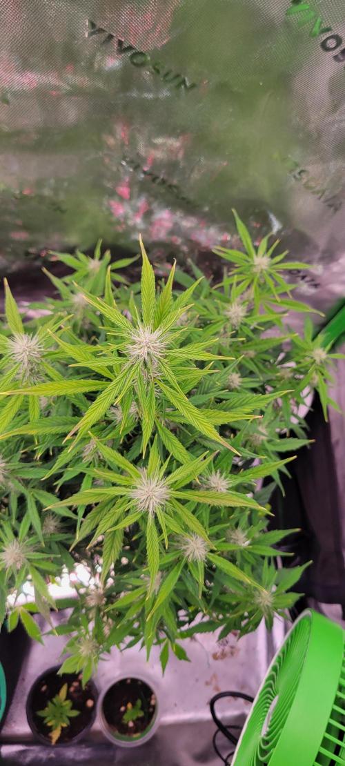 Gorilla Cookies. Week 9