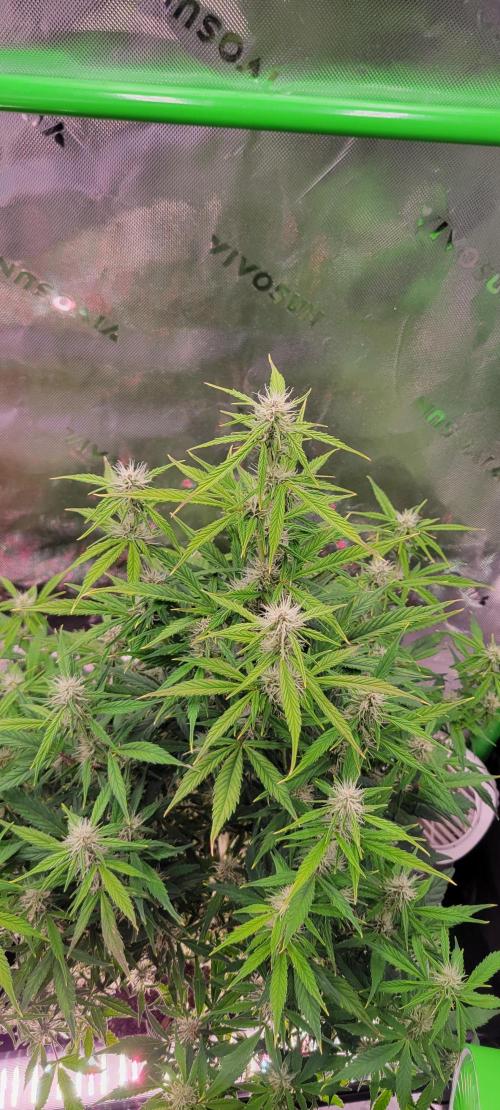 Gorilla Cookies. Week 9