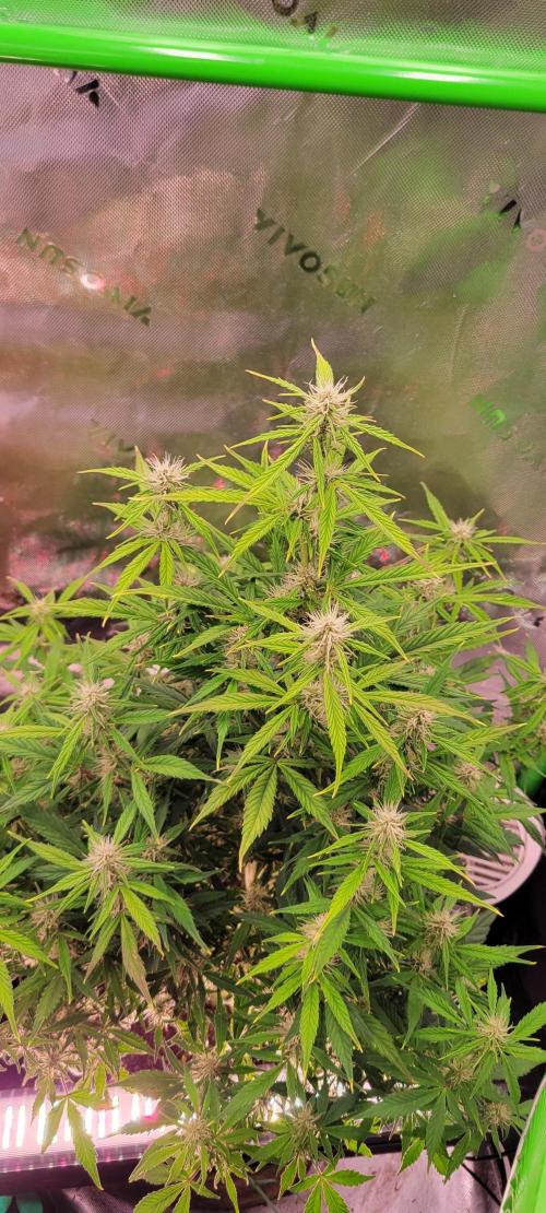Gorilla Cookies. Week 9