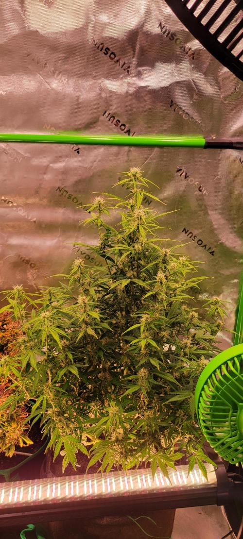 Gorilla Cookies. Week 9