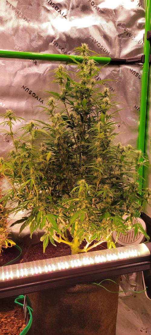 Gorilla Cookies. Week 9
