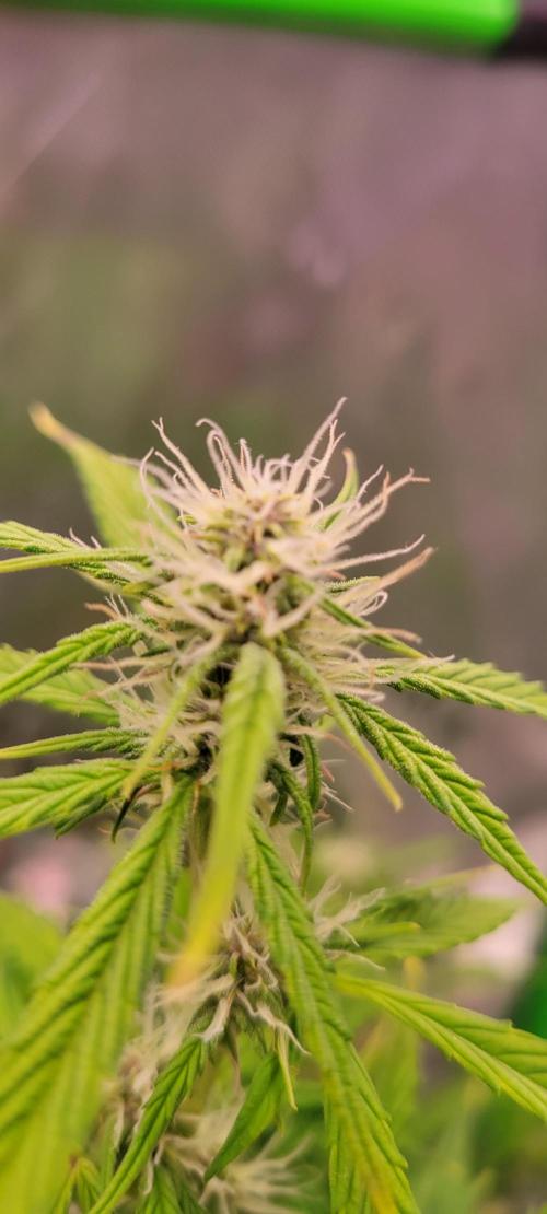 Gorilla Cookies. Week 9