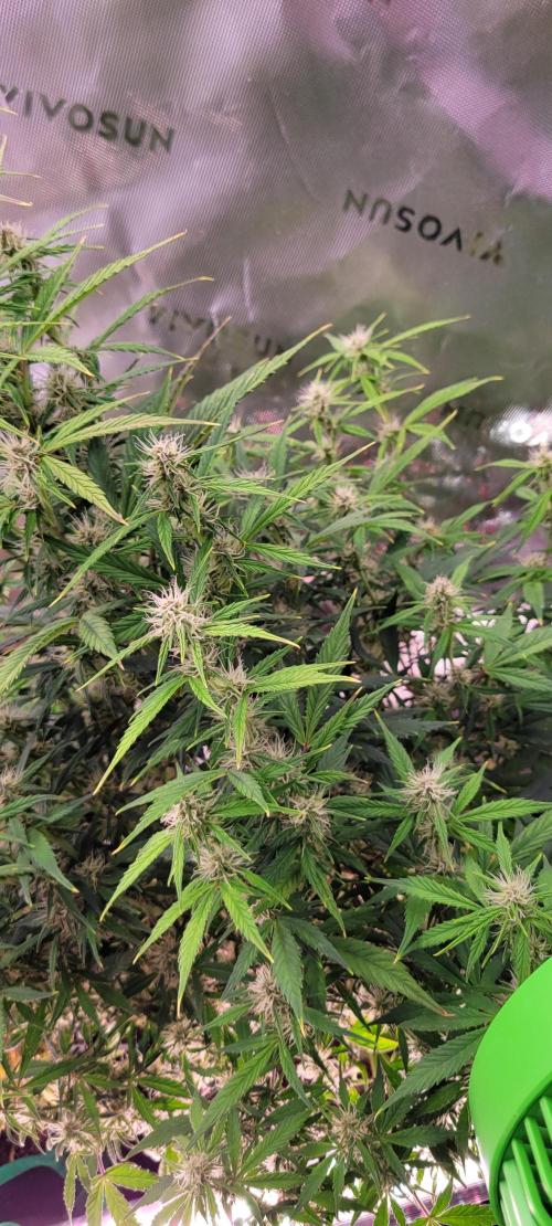 Gorilla Cookies. Week 9