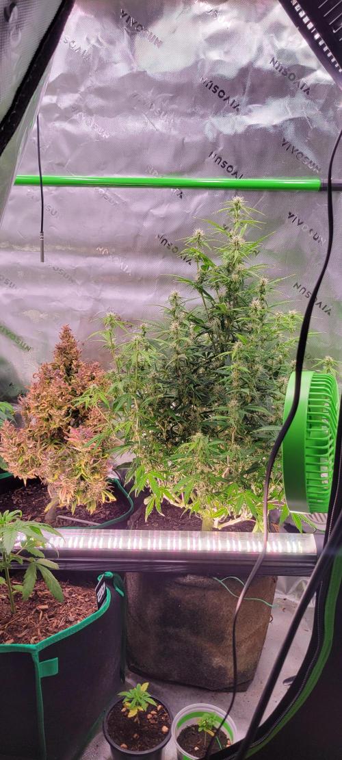 Gorilla Cookies. Week 9