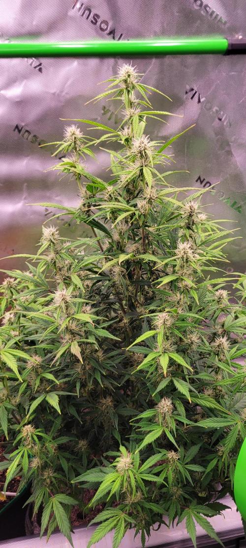 Gorilla Cookies. Week 9