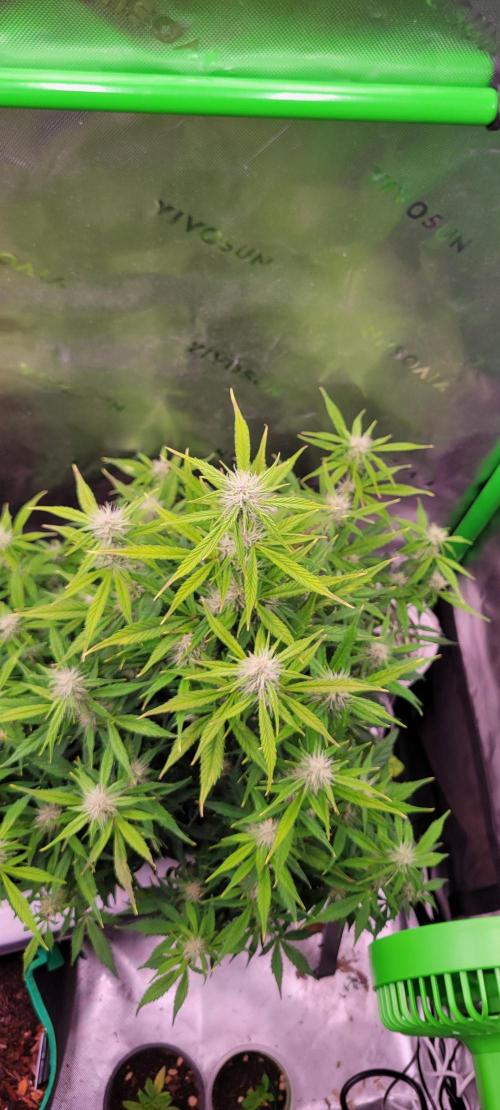 Gorilla Cookies. Week 9