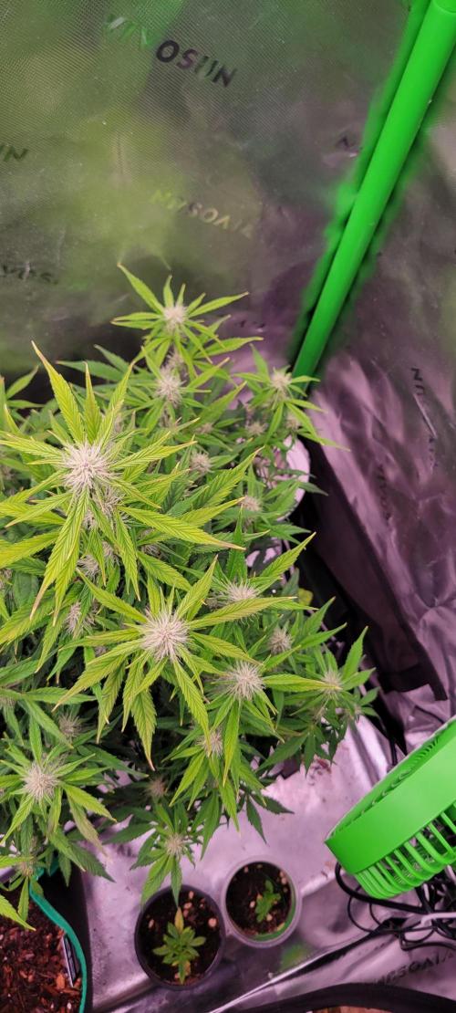 Gorilla Cookies. Week 9