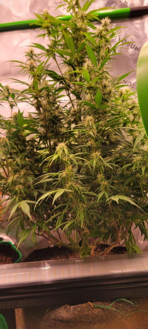 Gorilla Cookies. Week 9