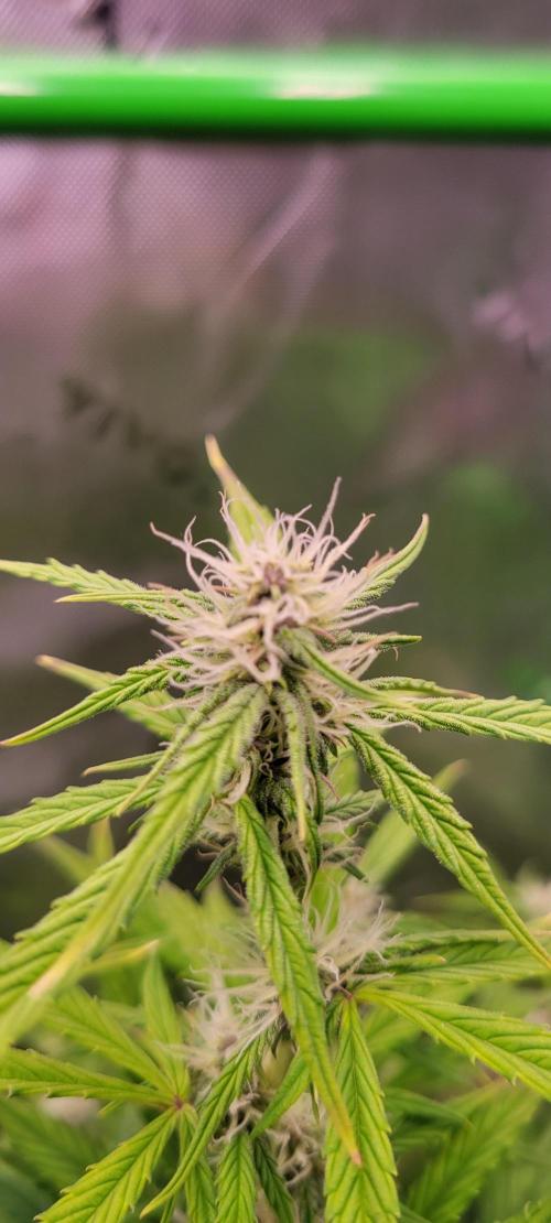 Gorilla Cookies. Week 9