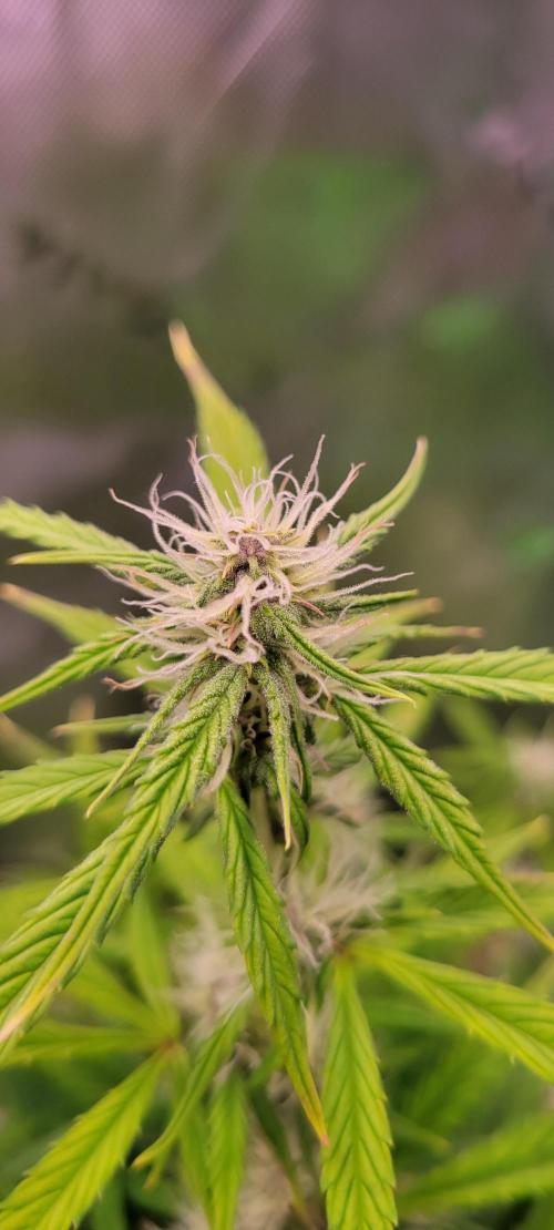 Gorilla Cookies Auto. Week 9