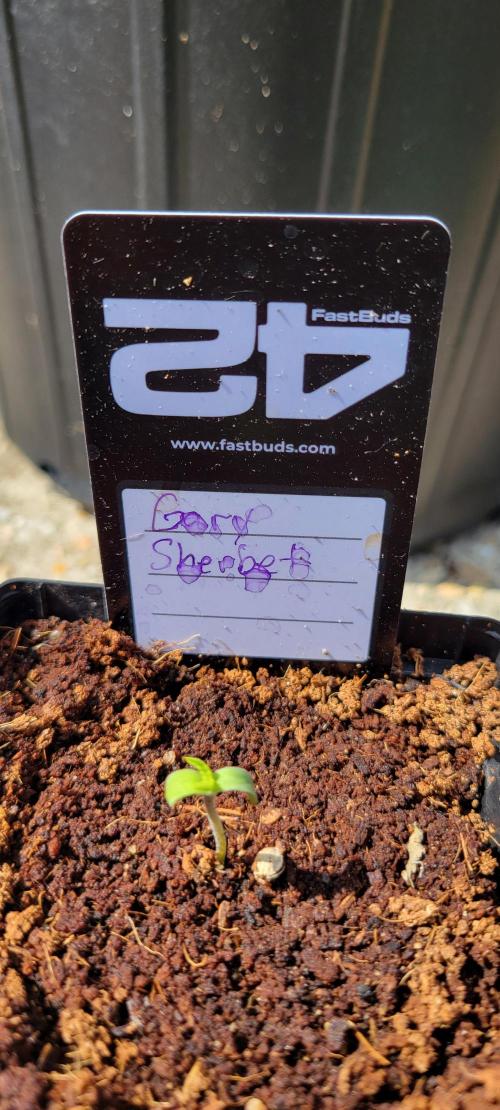 Gary Sherbet. Week 0