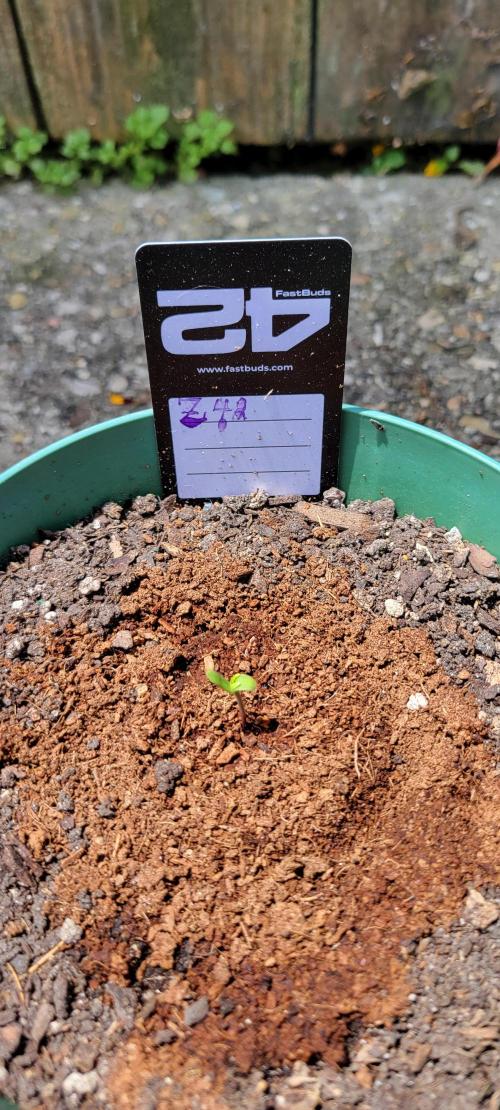 Z42 #2. Week 0