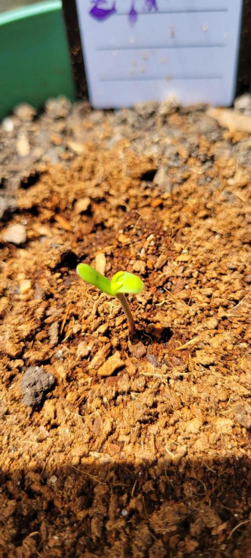 Z42 #2. Week 0