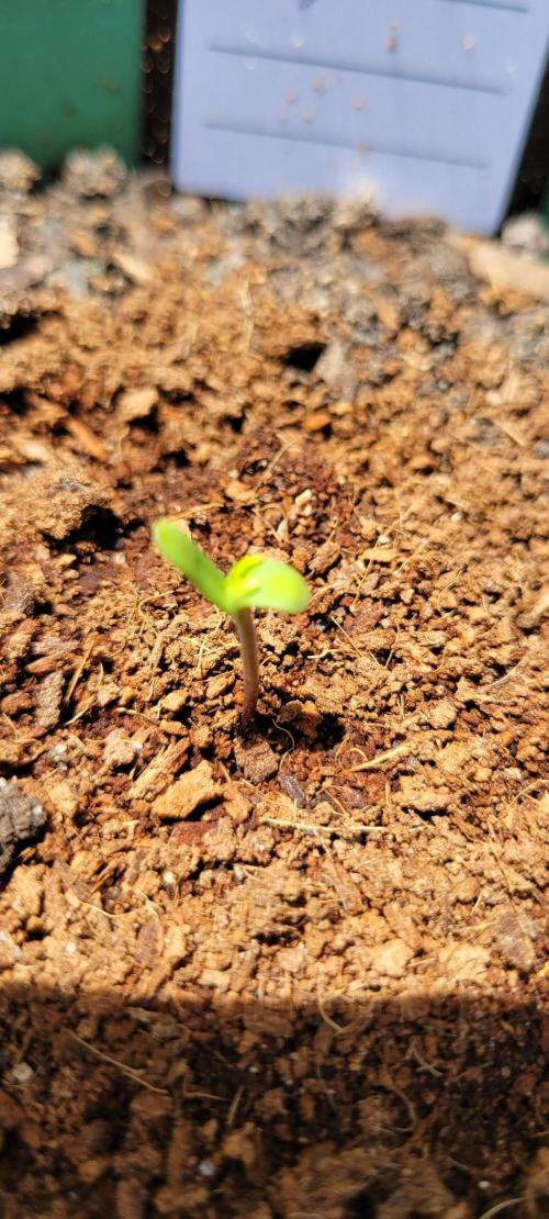 Z42 #2. Week 0