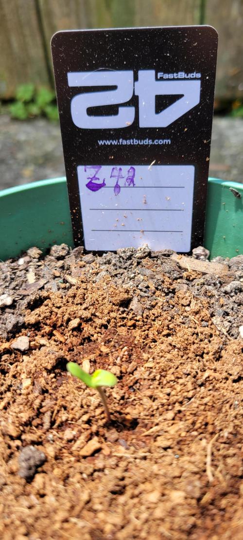 Z42 #2. Week 0