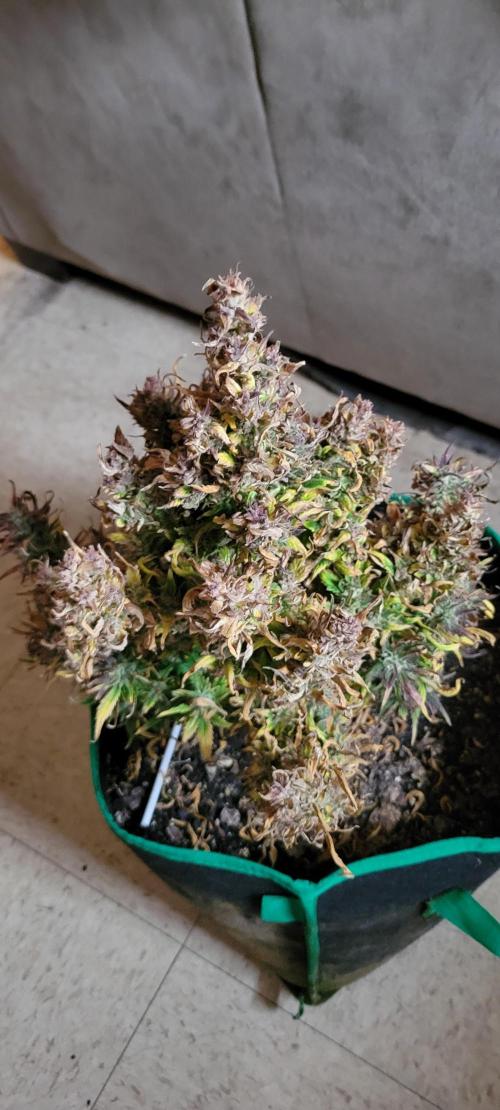 RF3 Strawberry Gorilla🍓. Week 12