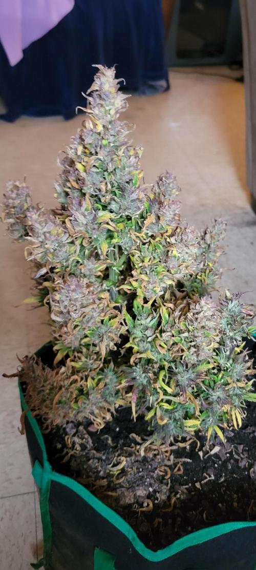 RF3 Strawberry Gorilla🍓. Week 12