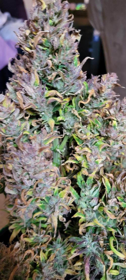 RF3 Strawberry Gorilla🍓. Week 12