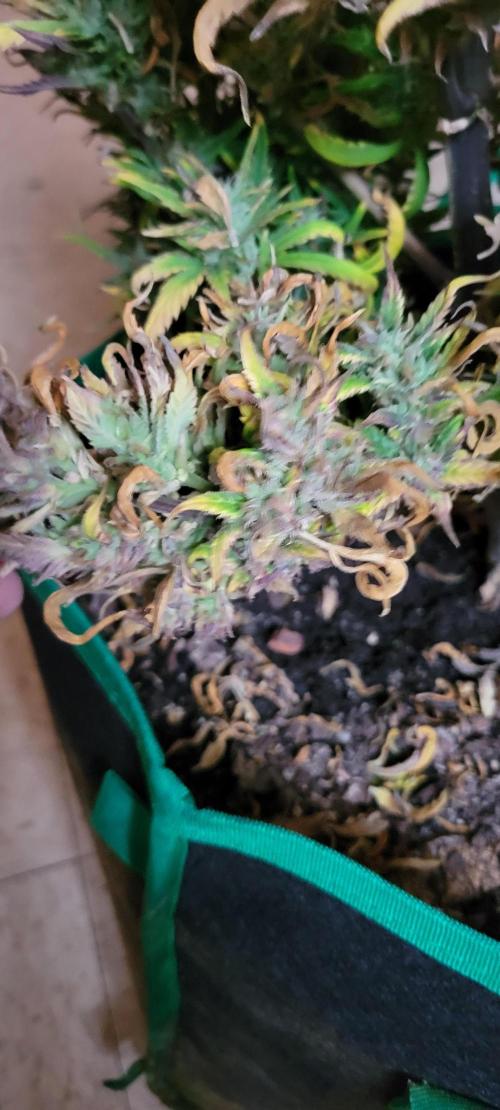 RF3 Strawberry Gorilla🍓. Week 12