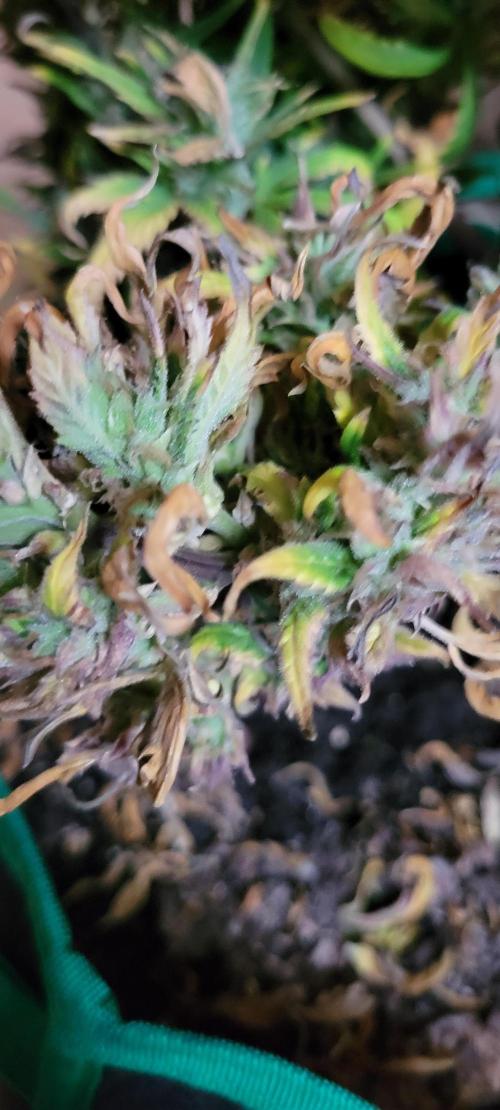 RF3 Strawberry Gorilla🍓. Week 12