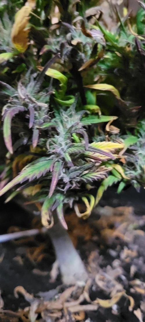 RF3 Strawberry Gorilla🍓. Week 12