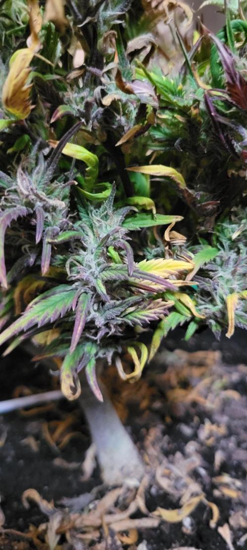 RF3 Strawberry Gorilla🍓. Week 12