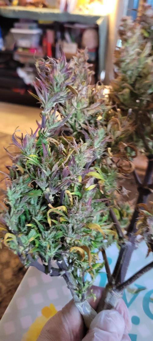 RF3 Strawberry Gorilla🍓. Week 12