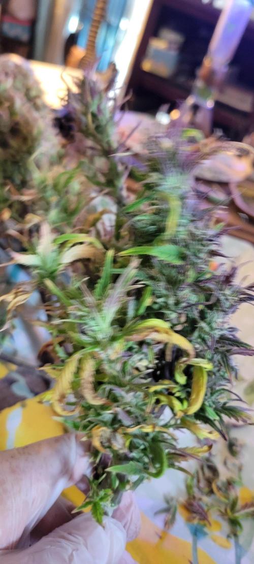 RF3 Strawberry Gorilla🍓. Week 12