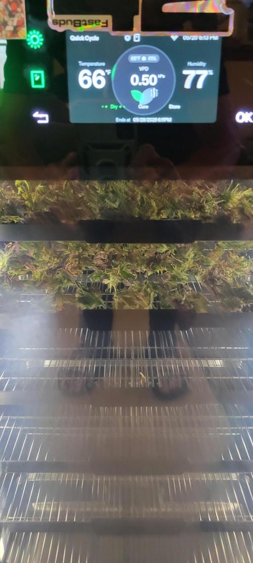 RF3 Strawberry Gorilla🍓. Week 12
